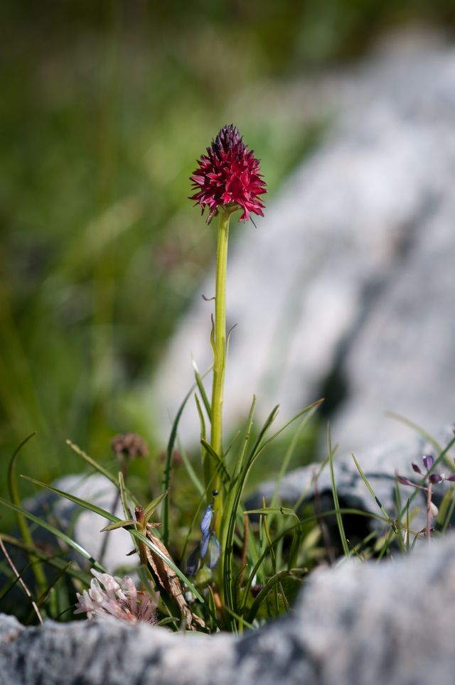 Orchis vanille